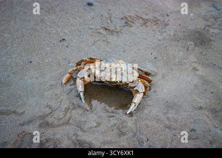Eine Nahaufnahme einer Krabbe, wahrscheinlich einer essbaren Krabbe, die auf dem feuchten, strukturierten Sand der Wattgebiete an der Küste der Insel Texel ruht. Stockfoto