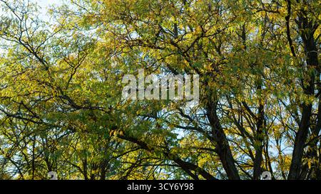 Ein großer, schöner Baum inmitten seiner Herbstverwandlung, mit Blättern, die von Grün zu leuchtenden Gelb-, Orange- und Rottönen wechseln – markin Stockfoto