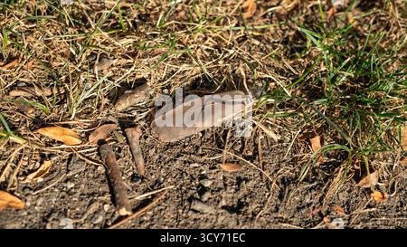 Eine kleine zarte Feder liegt auf dem unbefestigten Boden, umgeben von sterbendem, braunem Gras, und fängt einen ruhigen Moment der wechselnden Zyklen der Natur ein. Stockfoto