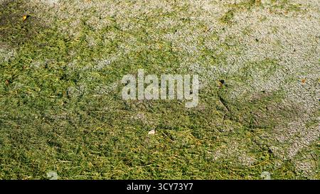 Frisch geschnittenes Grasschnitt ist über die Straße verteilt, wahrscheinlich zurückgelassen von der kürzlichen Rasenpflege und zeigt die unordentlichen Nachwirkungen der Vororte Stockfoto