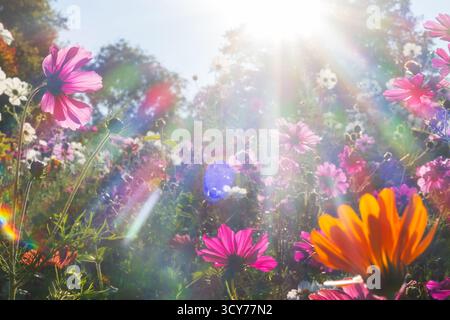 Gemischte farbige Blumen auf einem Feld, fotografiert gegen das Licht, Lichtstrahlen erzeugen einen schönen Farbeffekt Stockfoto