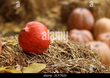 Reifer Kürbis auf einem Strohballen. Thanksgiving Dekoration, gemütliche warme Herbstsaison. Nahaufnahme mit orangefarbenem Kürbis. Rustikaler Herbsthintergrund. Rustikaler Kürbis und Stockfoto