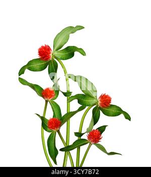 Hellrote Gomphrena-Blüten (Gomphrena globosa, Globus amaranth) mit grünen Blättern isoliert auf weißem Hintergrund. Stockfoto