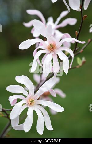 Blühender Magnolienbaum loebneri 'Leonard Messel' im Frühjahr. Rosafarbene Blumen in Nahaufnahme, verschwommener Hintergrund. Stockfoto