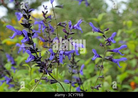 Salbei „Carine’s Amazing Blue“ in Blüte. Stockfoto