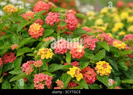 Orange und Gelb Lantana Camara, auch bekannt als wilder Salbei, Blandolista Rose, in Blume. Stockfoto