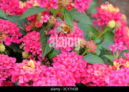 Fuchsia rosa Lantana Camara, auch bekannt als wilder Salbei, Evita Magenta, in Blüte. Stockfoto