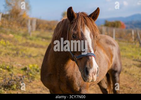 Eine Nahaufnahme eines braunen Pferdes mit einer weißen Flamme auf dem Gesicht, trägt einen blauen Neckholder, steht auf einem grasbewachsenen Feld mit Herbstbäumen und Bergen in der Stockfoto