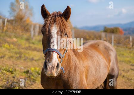 Eine Nahaufnahme eines braunen Pferdes mit einer weißen Flamme auf dem Gesicht, trägt einen blauen Neckholder, steht auf einem grasbewachsenen Feld mit Herbstbäumen und Bergen in der Stockfoto