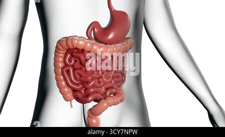 Ein 3D-Bild des menschlichen Verdauungssystems, das Magen und Darm hervorhebt und die anatomische Struktur betont. Stockfoto