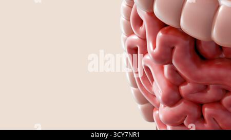 Ein 3D-Bild des menschlichen Verdauungssystems, das Magen und Darm hervorhebt und die anatomische Struktur betont. Stockfoto