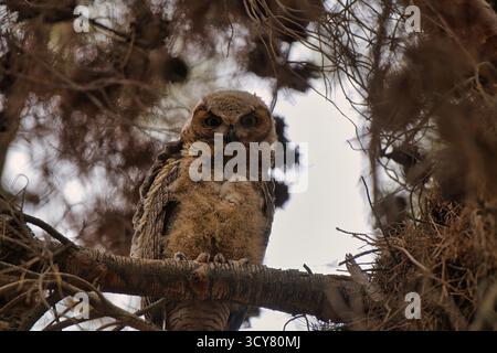 Ein junger Großhorneule thront auf einem Waldzweig, zeigt weiche braune Federn, scharfe Augen und ruhige Kraft bei natürlichem Licht. Stockfoto