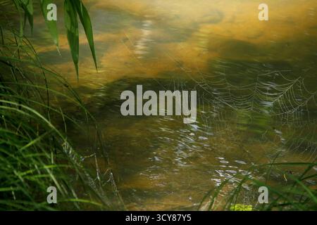 Spinnennetz in Ästen am See Stockfoto