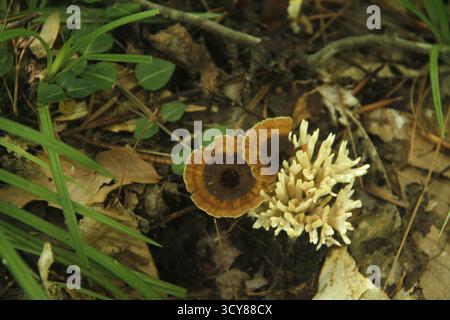 Verschiedene Arten von Pilzen, die zusammen auf dem Waldboden in den Blue Ridge Mountains, VA, USA, wachsen Stockfoto