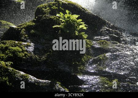 Blue Ridge Mountains, Virginia, USA. Sonnenlicht beleuchtet den Wasserstrahl eines Wasserfalls, der über moosige Felsen stürzt. Stockfoto