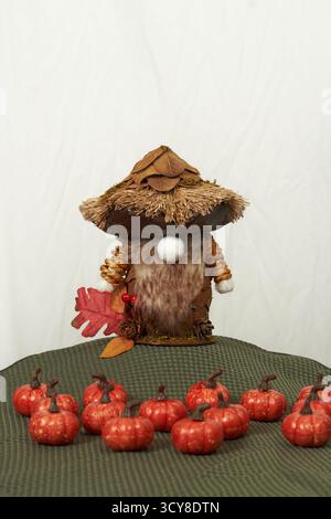 Kürbisflicken-Zwerg, der über seine Kürbisse wacht! Stockfoto