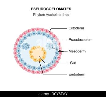 Abbildung des allgemeinen Körperplans von Pseudocoelomat mit Tieren mit einer Körperhöhle (Pseudocoelom), die nur teilweise mit mesodermalem Gewebe gesäumt ist, das sich zwischen Mesoderm und Endoderm befindet und Platz für innere Organe bietet. Stockfoto