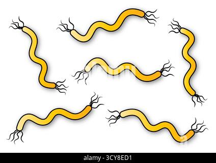 Illustration von Spirilla, die starre spiralförmige Bakterien mit äußeren Flagellen zeigt, die in aquatischen Umgebungen gefunden werden und Arten enthalten, die harmlos sind und Krankheiten verursachen können. Stockfoto