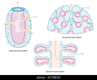 Darstellung von Kanalsystemen in Schwämmen (Phylum Porifera), die die Wege zeigen, durch die Wasser im Schwammkörper zirkuliert. Die Kanalsysteme unterscheiden sich zwischen Asconoid-, Sykonoid- und Leukonoidschwämmen. Stockfoto