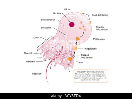 Abbildung einer Choanocyte oder Kragenzelle aus einem Schwamm (Phylum Porifera). Choanozyten säumen die inneren Kammern der Schwämme. Jedes hat eine Flagellum, umgeben von einem Kragen aus Mikrovilli. Die schlagende Flagellum saugt Wasser durch den Schwammkörper, während der Kragen Essenspartikel abfängt und verdaut. Stockfoto