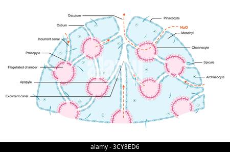 Zur Darstellung des Leukonoidkanalsystems von Schwämmen (Phylum Porifera). In diesem fortschrittlichsten Schwammkörper-Plan tritt Wasser durch die Hautporen in die inaktuellen Kanäle ein, fließt in zahlreiche mit Choanozyten ausgelegte Flagellenkammern zur Filterzufuhr und tritt durch die ausströmenden Kanäle in das Oskulum aus. Stockfoto