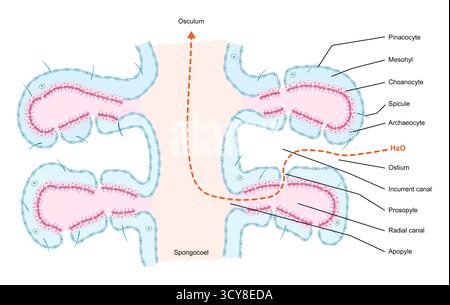 Zur Darstellung des Sykonoidkanalsystems von Schwämmen (Phylum Porifera). In diesem Körperplan tritt Wasser durch die Hautporen in die inaktuellen Kanäle ein, gelangt durch Prosopyle in radiale Kanäle, die mit Choanozyten für die Filterzufuhr ausgekleidet sind, und fließt dann durch Apopyle in das Spongocoel. Das gefilterte Wasser tritt schließlich durch das Oszilum aus. Stockfoto
