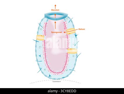 Darstellung des Wasserflusses im askonoiden Schwamm (Phylum Porifera). Wasser tritt durch ostia in den Schwammkörper in Spongocoel ein, das mit Choanozyten ausgekleidet ist. Gefiltertes Wasser tritt durch das Oszilum aus. Stockfoto