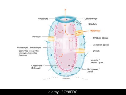 Illustration der askonoiden Gestalt von Schwämmen (Phylum Porifera) mit einfachstem Körperplan. Bei diesem Typ tritt Wasser durch Poren in eine zentrale Hohlkammer ein, genannt Spongocoel, das mit Choanozyten für die Filterzufuhr ausgekleidet ist, und tritt durch eine einzige große Öffnung, das Oszilum, aus. Stockfoto