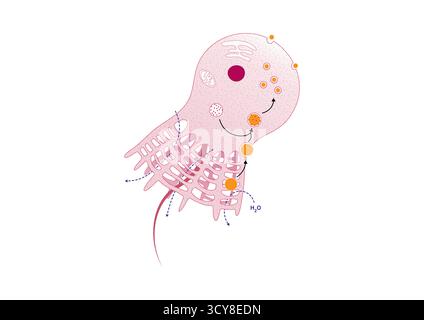 Abbildung einer Choanocyte oder Kragenzelle aus einem Schwamm (Phylum Porifera). Choanozyten sind spezielle Flagellenzellen, die die inneren Kammern von Schwämmen säumen. Ihre schlagenden Flagellen ziehen Wasser durch den Schwammkörper, während der umliegende Kragen aus Mikrovilli Essenspartikel herausfiltert und so die Filterfütterung der spongeâ unterstützt. Stockfoto