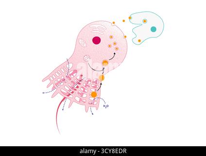 Darstellung der Verdauung in Schwämmen (Phylum Porifera). Schwämme speisen, indem sie Wasser durch Poren in Innenräume mit Choanozyten saugen. Die Choanozyten fangen Lebensmittelpartikel in ihren Kragen ein und verschlingen sie. Nährstoffe werden dann an andere Zellen, wie Amoebozyten, zur Verdauung und zum Transport verteilt. Stockfoto