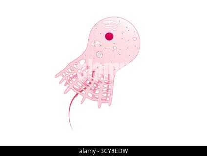 Darstellung der Struktur einer Choanocyte oder Kragenzelle aus einem Schwamm (Phylum Porifera). Choanozyten sind spezialisierte Zellen, die die inneren Kammern von Schwämmen säumen. Jedes hat eine zentrale Flagellum, umgeben von einem Kragen aus Mikrovilli. Die schlagende Flagellum treibt Wasser durch den Schwammkörper, während der Kragen Lebensmittelpartikel aufnimmt und so die Filterzufuhr ermöglicht. Stockfoto