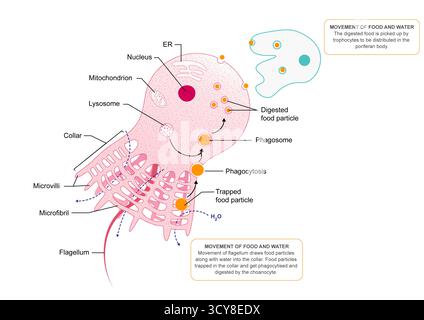 Darstellung der Verdauung in Schwämmen (Phylum Porifera). Schwämme werden durch Filtern von Wasser gespeist, das durch Poren in interne Kanäle und Kammern gelangt. Choanozyten, oder Kragenzellen, fangen Lebensmittelpartikel mit ihren Mikrozotten ein und nehmen sie auf. Amoebozyten transportieren und verdauen Nährstoffe innerhalb des Schwammkörpers. Stockfoto