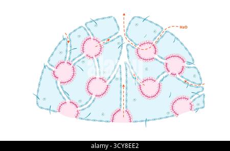 Illustration des Leukonoid-Designs von Schwämmen (Phylum Porifera), dem komplexesten Körperplan in dieser Gruppe. Das Wasser tritt durch die Hautporen in die Strömungskanäle ein, gelangt in mit Choanozyten ausgelegte Flagellerkammern zur Filterzufuhr und gelangt dann durch die Strömungskanäle zum Oskulum. Stockfoto