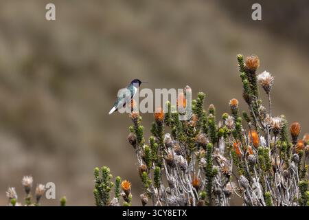 Ecuadorianischer Hillstar auf dem Chuquiraga-Busch in der Nähe von Rucu Pichincha, Ecuador. Endemische Kolibri-Arten der Hochanden. Stockfoto