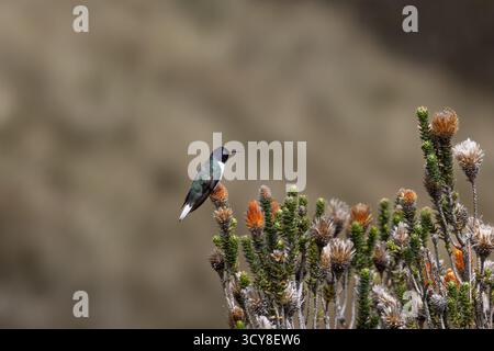 Ecuadorianischer Hillstar auf dem Chuquiraga-Busch in der Nähe von Rucu Pichincha, Ecuador. Endemische Kolibri-Arten der Hochanden. Stockfoto