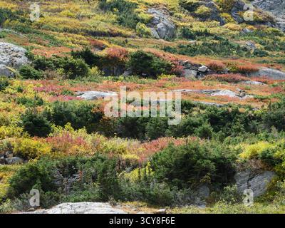 Farbenprächtiges alpines Laub in Gelb und Rot entlang des Lake Isabelle Glacier Trail, Indian Peaks Wilderness, Colorado, Mitte September Stockfoto