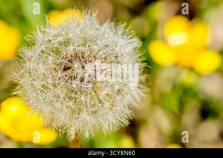 Löwenzahn-Samenkopf bedeckt mit Wassertröpfchen, gegen gelbe Butterblumen gesetzt. Funkelnde Details und lebendige Kontraste sorgen für Frische. Stockfoto