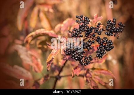 Cluster of dark purple berries on reddish leaves. Blurred background and tight composition highlight seasonal fruit and foliage. Stockfoto
