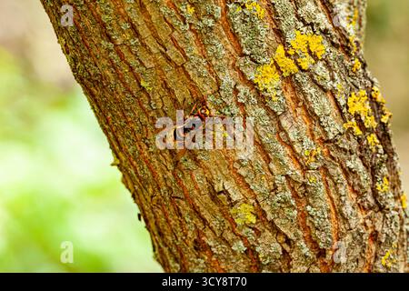 Europäischer Beewolf Wasp im Seitenprofil mit Pollen bedeckt klare Sicht Mund Antennen Auge Bauch und Flügel sitzt auf Stock genommen Alderney Channel Islands Stockfoto