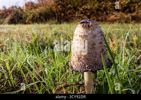 Shaggy Tintenmütze Pilz zwischen taufendem Gras Stockfoto