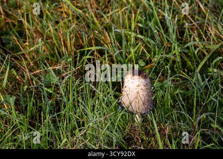 Shaggy Tintenmütze Pilz zwischen taufendem Gras Stockfoto