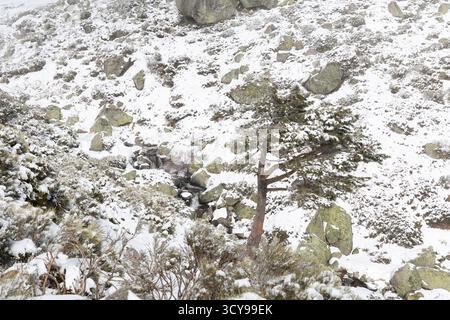 Paisaje nevado en la sierra de guadarrama en Madrid Stockfoto
