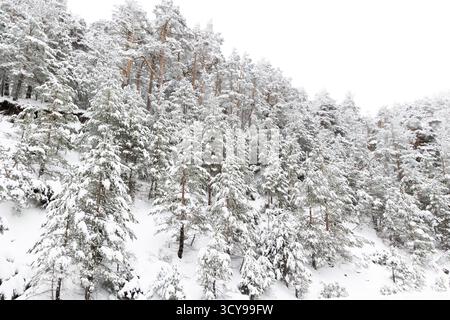 Paisaje nevado en la sierra de guadarrama en Madrid Stockfoto