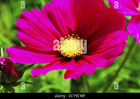 Zierkorb, Cosmea (Cosmea bipinnata), intensive Darstellung einer rosa Blume mit gelbem Kern auf grünem Hintergrund, farbenfrohe Blumenmeado Stockfoto