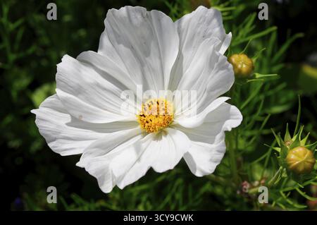 Zierkorb, Cosmea (Cosmea bipinnata), weiße Blume mit gelbem Zentrum vor naturgrünem Hintergrund, bunte Blumenwiese, Schwäbisch Stockfoto