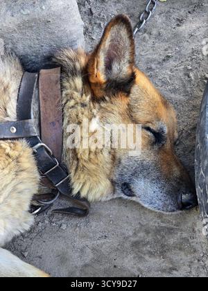 Der alte Schäferhund schläft draußen auf dem Boden, während er an einer Metallkette befestigt ist, treue Seniorentier ruht in ländlicher Umgebung aus nächster Nähe. Stockfoto
