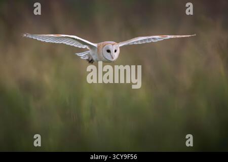 Aktenfoto vom 30/08/24 von einer Scheuneneule. Ein Bericht der 90 Naturschutzorganisationen (Wildlife and Countryside Link, WCL)-Koalition warnte vor einem „Schwarzen Loch“, um zu beweisen, dass die Vorschläge, die Entwickler dazu zu bewegen, eine Gebühr zu zahlen, anstatt die bestehenden Regeln zum Schutz der Wildtiere zu befolgen, für viele Arten funktionieren würden. Hier gibt es eine ganze Reihe britischer Arten, darunter Haselnussschläfer, Otter, Scheuneneulen, Graurobben, Atlantischer Lachs, Dachse, Igel, seltene Pilze und Pflanzen und sogar kürzlich wieder eingeführte Biber, die potenziell gefährdet sind, argumentieren sie. Ausgabedatum: Samstag, 18. Oktober 2025. Stockfoto