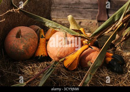 Kürbisse und Kürbisse auf Strohhalm mit getrockneten Maisblättern. Stillleben der Herbsternte mit ländlicher Tradition saisonales Gemüse. Stockfoto