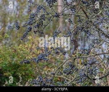 Blackthorn Beeren (auch bekannt als Sloe Beeren) an einem Busch Anfang Oktober Stockfoto