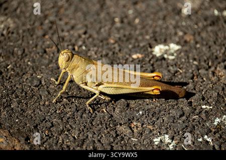 Seitenansicht der australischen Riesengrasschrecken, Valanga irregularis, Riesenvalanga, auf dem Weg im Queensland Garden, Australien. Stockfoto